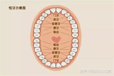 大牙位置|牙齿生长顺序图，对照看看！